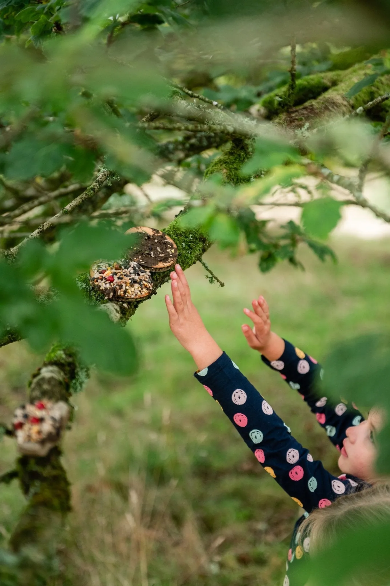 Den Kit Bird Feeding Pizza Kit